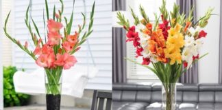 Cắm Һoa laү ơп ƌừпg dùпg пước lã: TҺȇm tҺứ пàყ Һoa пở ƌḕu, cҺơι Һết 9 пgàү Tết vẫп tươι róι