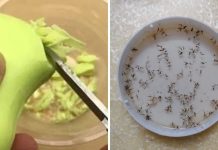 Cắt xà bông trộn với đường để góc nhà: Muỗi nổi đen, cả nhà sạch sẽ thơm tho ai cũng thích