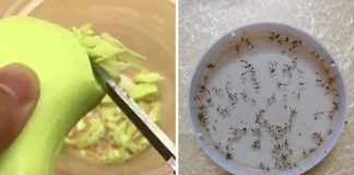 Cắt xà bông trộn với đường để góc nhà: Muỗi nổi đen, cả nhà sạch sẽ thơm tho ai cũng thích