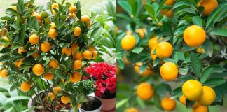 Cây quất chơi Tết xong đừng vội vứt đi, làm theo cách này năm sau quả sai lúc lỉu, không tốn tiền mua