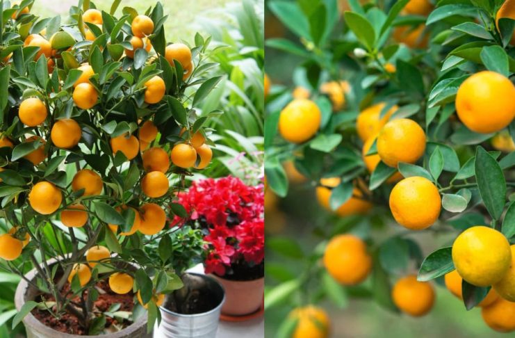 Cây quất chơi Tết xong đừng vội vứt đi, làm theo cách này năm sau quả sai lúc lỉu, không tốn tiền mua