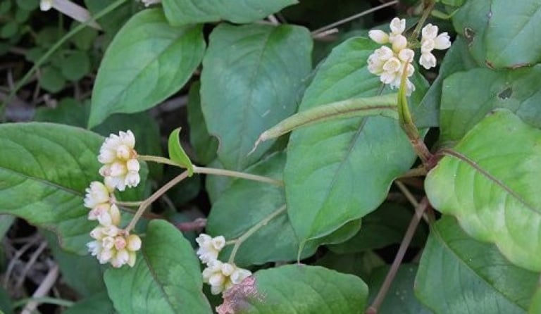 Loại cây có tên đọc 'méo cả mồm', giúp giải nhiệt, tiêu độc, trị dạ dày cực hiệu quả - Ảnh 1.