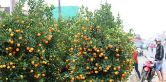 Chậu quất cảnh cứ chăm theo cách này: Cây tươi lâu, lá xanh mướt, không sợ rụng quả