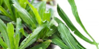 Trồng khóm mùi tàu trong nhà như có thêm ‘tủ thuốc quý’ hỗ trợ điều trị bệnh