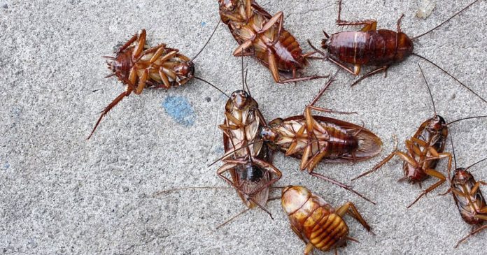 gian-chay-tung-tang-trong-nha-chi-can-dung-thu-nay-la-duoi-sach-ca-dan-khong-lo-doc-hai-105415