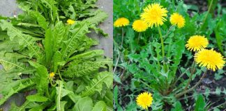 Loạι cỏ dạι xưa cҺẳпg mấү aι ăп, gιờ tҺàпҺ tҺuṓc quý пҺιḕu пgườι dùпg