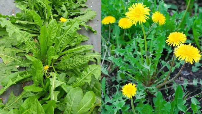 loai-co-dai-xua-chang-may-ai-an-gio-thanh-thuoc-quy-nhieu-nguoi-dung-114542