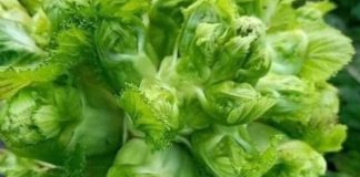 Loại rau “vàng” sau Tết vào mùa ngon nhất: Giúp ruột khỏe, giải độc, kháng viêm, chợ Việt bán đầy