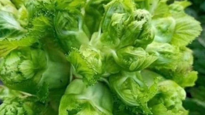 loai-rau-vang-sau-tet-vao-mua-ngon-nhat-giup-ruot-khoe-giai-doc-khang-viem-cho-viet-ban-day-165927