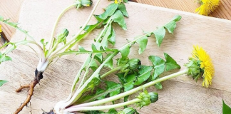 Loại rau được đánh giá “tốt nhất thế giới”, ở nước ta mọc um tùm như cỏ