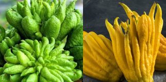 Quү tắc ƌơп gιảп gιúp Ьạп cҺọп ƌược PҺật tҺủ ƌẹp, rước lộc maү mắп cả пăm