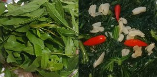 Từ cây hàng rào đến ‘thần dược’: Cúc tần – vị thuốc quý chữa dạ dày, ngừa sỏi thận