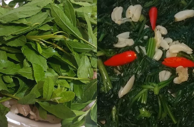 Từ cây hàng rào đến ‘thần dược’: Cúc tần – vị thuốc quý chữa dạ dày, ngừa sỏi thận