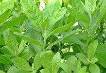 3 loại rau dại ven đường ở Việt Nam là ‘thần dược’ trị bách bệnh – ít ai ngờ tới!