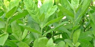 3 loại rau dại ven đường ở Việt Nam là ‘thần dược’ trị bách bệnh – ít ai ngờ tới!