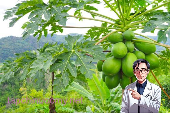 lá sung, ʟá ᵭu ᵭủ, cȏng dụng của ʟá sung, sức ⱪhỏe