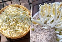 Cách làm giá đỗ không cần tưới nước, chỉ hơn 2 ngày có ngay giá đỗ vừa trắng vừa to