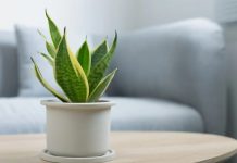 7 loại cây có khả năng hút khí độc, lọc sạch 85% không khí trong 24h, nên trồng ngay trong những ngày ô nhiễm nặng