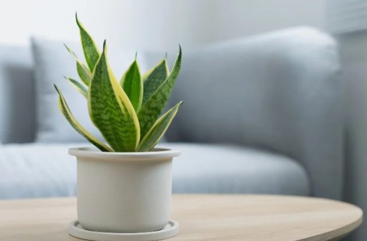 7 loại cây có khả năng hút khí độc, lọc sạch 85% không khí trong 24h, nên trồng ngay trong những ngày ô nhiễm nặng