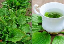 Cây mã đề mọc hoang khắp nơi lại là vị thuốc quý: Có 7 bài thuốc từ cây mã đề, ai cũng nên biết