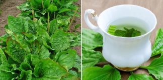 Cây mã đề mọc hoang khắp nơi lại là vị thuốc quý: Có 7 bài thuốc từ cây mã đề, ai cũng nên biết