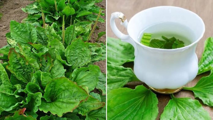 cay-ma-de-moc-hoang-khap-noi-lai-la-vi-thuoc-quy-co-7-bai-thuoc-tu-cay-ma-de-ai-cung-nen-biet-230822