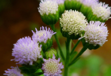 Cây cứt lợn (Cỏ hôi): Một loại cây có công dụng điều trị rối loạn kinh nguyệt