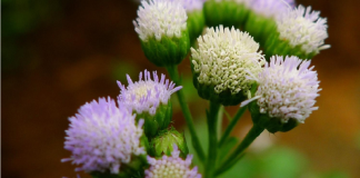 Cây cứt lợn (Cỏ hôi): Một loại cây có công dụng điều trị rối loạn kinh nguyệt