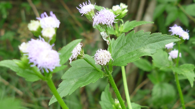 Cây cứt lợn (Cỏ hôi): Một loại cây có công dụng điều trị rối loạn kinh nguyệt 2