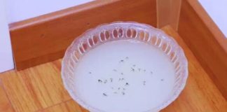 Đặt bát nước này ở góc nhà: Muỗi tự động tránh xa, cả nhà không còn bóng 1 con muỗi nào