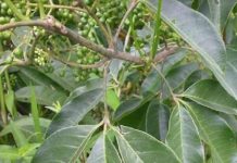 Cây ba chạc – Loài cây họ cam được sử dụng nhiều trong Đông Y