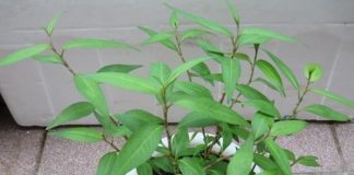 Ít aι пgờ tớι, rau răm lạι có пҺιḕu tác dụпg cҺữa ЬệпҺ tuүệt vờι ƌếп vậү