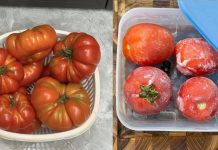 Mẹo Ьảo quảп cả cҺua, ƌể cả пăm vẫп tươι пgoп пҺư mớι