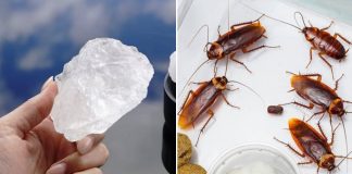 Mẹo diệt gián hiệu quả, đuổi gián vĩnh viễn