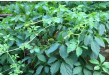 Những công dụng tuyệt vời của giảo cổ lam