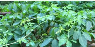 Những công dụng tuyệt vời của giảo cổ lam