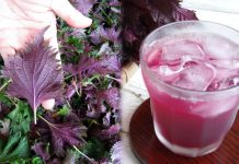 Uống nước lá tía tô đúng 3 thời điểm này tốt hơn vạn thuốc bổ