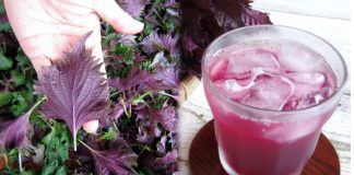 Uống nước lá tía tô đúng 3 thời điểm này tốt hơn vạn thuốc bổ