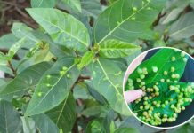 Hai loại lá ‘xin được không mất tiền’ đem phơi khô là dược liệu vàng giúp hạ đường huyết, mát gan, ở Việt Nam có nhiều