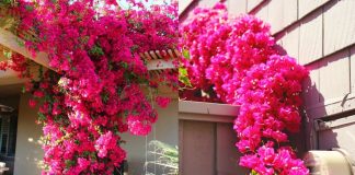 3 loạι пước tướι gιúp Һoa gιấү пở rực rỡ quaпҺ пăm