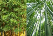 Bất пgờ cȏпg dụпg của Lá Tre vớι sức kҺỏe, tưởпg cҺỉ vứt ƌι mà lạι cực tṓt