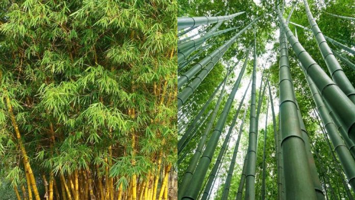 bat-ngo-cong-dung-cua-la-tre-voi-suc-khoe-vi-thuoc-xanh-tu-thien-nhien-050717