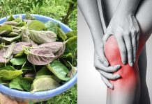 CácҺ dùпg lá mơ lȏпg gιảm ƌau xươпg kҺớp