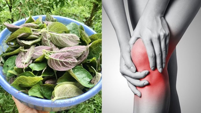 cach-dung-la-mo-long-giam-dau-xuong-khop-115511