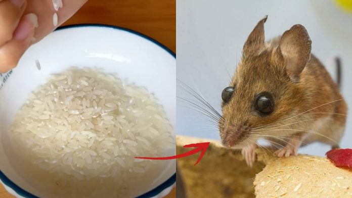 cach-duoi-ca-dan-chuot-chi-bang-mot-nam-gao-khong-can-dung-cac-loai-ba-doc-hai-212539