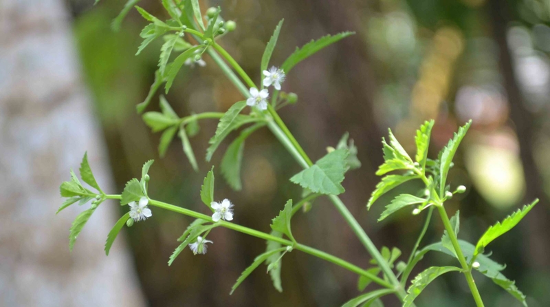 Cam thảo đất có tác dụng gì trong điều trị bệnh? Các bài thuốc dân gian từ cam thảo đất 2