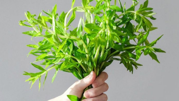 chi-3000-dong-moi-ngay-se-giup-nhieu-nguoi-bot-benh-pho-bien-224723