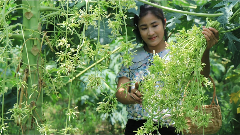 Công dụng của bông đu đủ đực đối với sức khỏe - 1