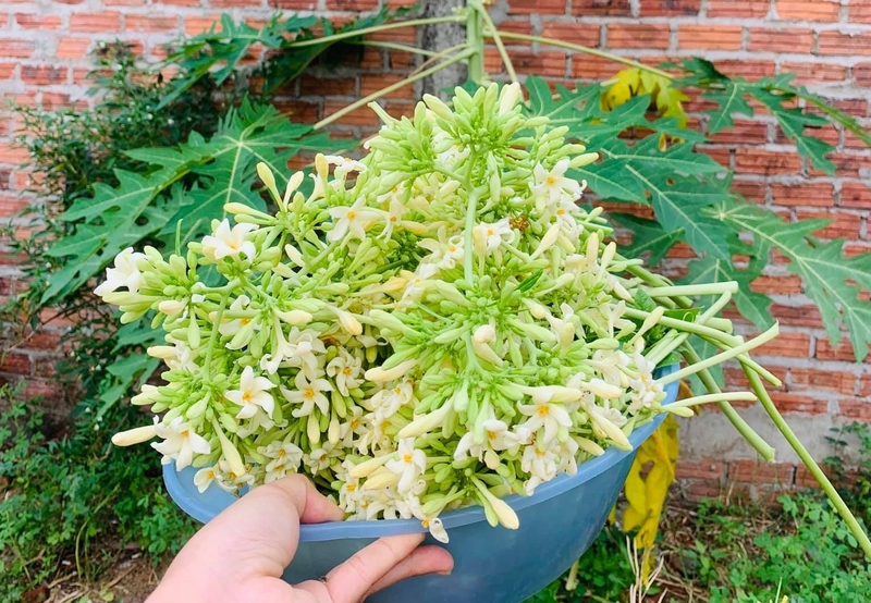 Công dụng của bông đu đủ đực đối với sức khỏe - 6