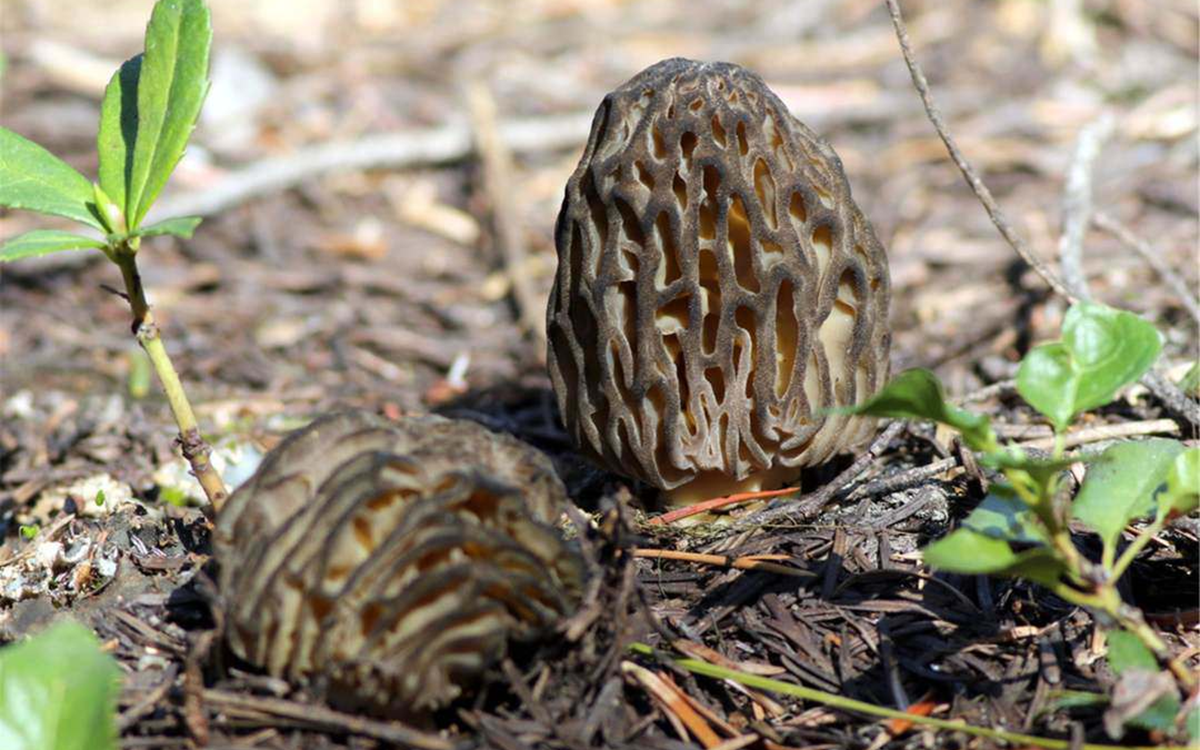 Ăn 1 nắm rau này tốt ngang thịt, xưa gọi rau nhà nghèo nay ví như “vua thảo mộc